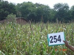 129080254b-rainfed-agriculture-millet-sorghum.gif