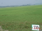 74920330a-irrigated-canal-rice.jpg