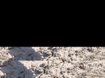 11627069-Irrigated cotton-e.jpg