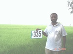 132070335a-irrigated-canal-rice.gif