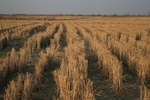 4466IMG_7016.jpg