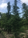 2017-09-12_12-47-19_D25C457C-AE4C-4CE2-B6CE-70C2105B409A.jpg