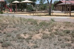2017-06-19_14-20-21_Frenchies Field SAF 17 June 2017 (5198).JPG