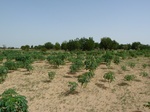 19146P1000991.JPG