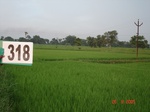 74580318d-irrigated-canal-rice-doublecrop.jpg