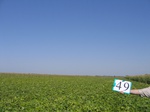 8068049-Irrigated (SW) maize-gram-strips-b.jpg