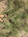 2017-09-04_13-42-35_Sept_2017_ground_lat30.017506_long-98.048516.JPG