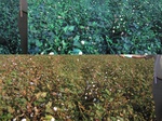 11587062-Irrigated (Surface water) cotton-b.jpg