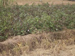 3203R0017237.JPG