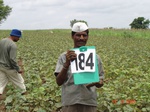 70260184c-rainfed-agriculture-millet-dominant-cotton-greengram.jpg