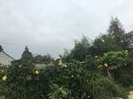 2017-09-10_06-56-06_5F193317-1C42-406D-B46F-22B743F5120C.jpg