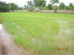 1801120090720_gt02a_Agriculture_Rice_Irrigated_Triple_Continous.JPG
