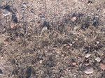 10343vp-032-Rangeland, short grasses and open lands-a.jpg