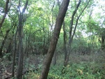 2012-09-21_16-12-32_CIMG3001.JPG
