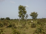 12242GT064_Savannah.JPG