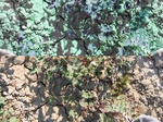 11602vp-053-Irrigated (Surface water) cotton-a.jpg
