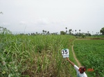 6193035a-irrigated-supplemental-groundwater-mixedcrop-sugarcane-maize-millet-doublecrop.jpg