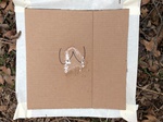 2020-10-30_10-44-36_Lake Arcadia Feb 15-2020 Trap 3.png