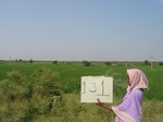 9843gt0131-cultivated-irrigated-rice.gif
