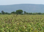 530027042008(15).JPG