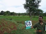 123910103a-rainfed-agriculture-tobacco-millet.gif