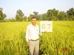 11274gt087-cropland-2.jpg