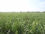 18135CentralThailand-1 (18).JPG