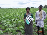 124150110a-rainfed-agriculture-sunflower-dominant-onion-cotton.gif