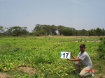 6139017a-irrigated-supplemental(groundwater-open-wells)-tobacco-vegetables-orchards.jpg