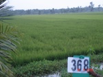 76120368a-irrigated-canal-rice-doublecrop.jpg