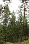 2018-04-14_13-37-12_2017-06-10 06.03.54.jpg