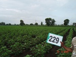 71560229a-rainfed-agriculture-cotton-dominant-maize.jpg