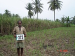 76310373b-irrigated-supplemental-groundwater-sugarcane-coconut-plantation.jpg