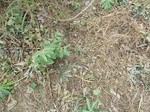 18559P1000395.JPG