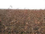 8583IMG_0382.JPG