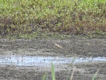 2017-06-12_12-50-20_DSCN3749.JPG