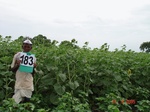 126690183c-rainfed-agriculture-cotton-dominant-sunflower.gif