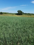2017-07-03_13-48-55_FacingNorth.jpg
