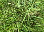 1798420090820_gt01b_Agriculture_Rice_Irrigated_Triple_Continous.JPG
