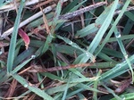2017-09-04_09-21-02_looking down at individual grass blades with large dew droplets.JPG