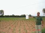 6004004a-irrigation(groundwater)-cotton-sorgum-rice-fruits-grasses.jpg