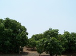 502520042008(52).JPG