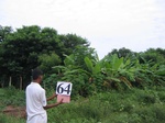 1054864-home-gardens-veg-banana-a.gif