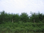 836065-plantation-young-multipurpose-outside-view-d.jpg