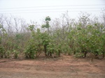 3899RIMG0203.JPG