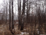2017-02-20_17-32-29_east view.JPG