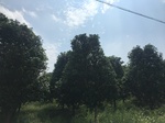 2017-09-12_13-50-40_8AD6DD9A-3B1A-4C7B-BE5C-5B2195D6E54B.jpg