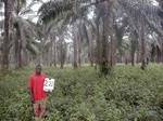 12324GT221_oilpalm_plantation_with_chromolaena.JPG