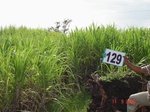 124740129a-irrigated-supplemental-river-water-sugarcane.gif