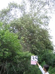 1187835-forest-rockout-crops-a.jpg